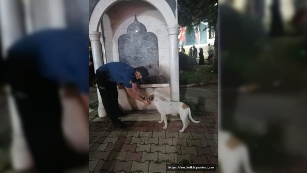 Polis, sokak köpeğine çeşmeden elleriyle su içirdi