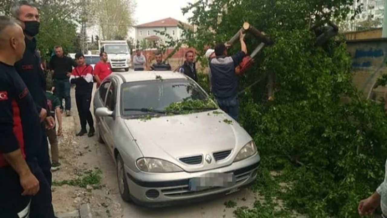 Erbaa’da  Şiddetli  Rüzgar  Ağaçları  Devirdi