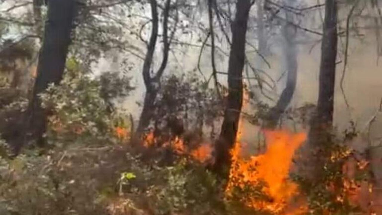 Tekirdağ'da Orman Yangını Meydana Geldi