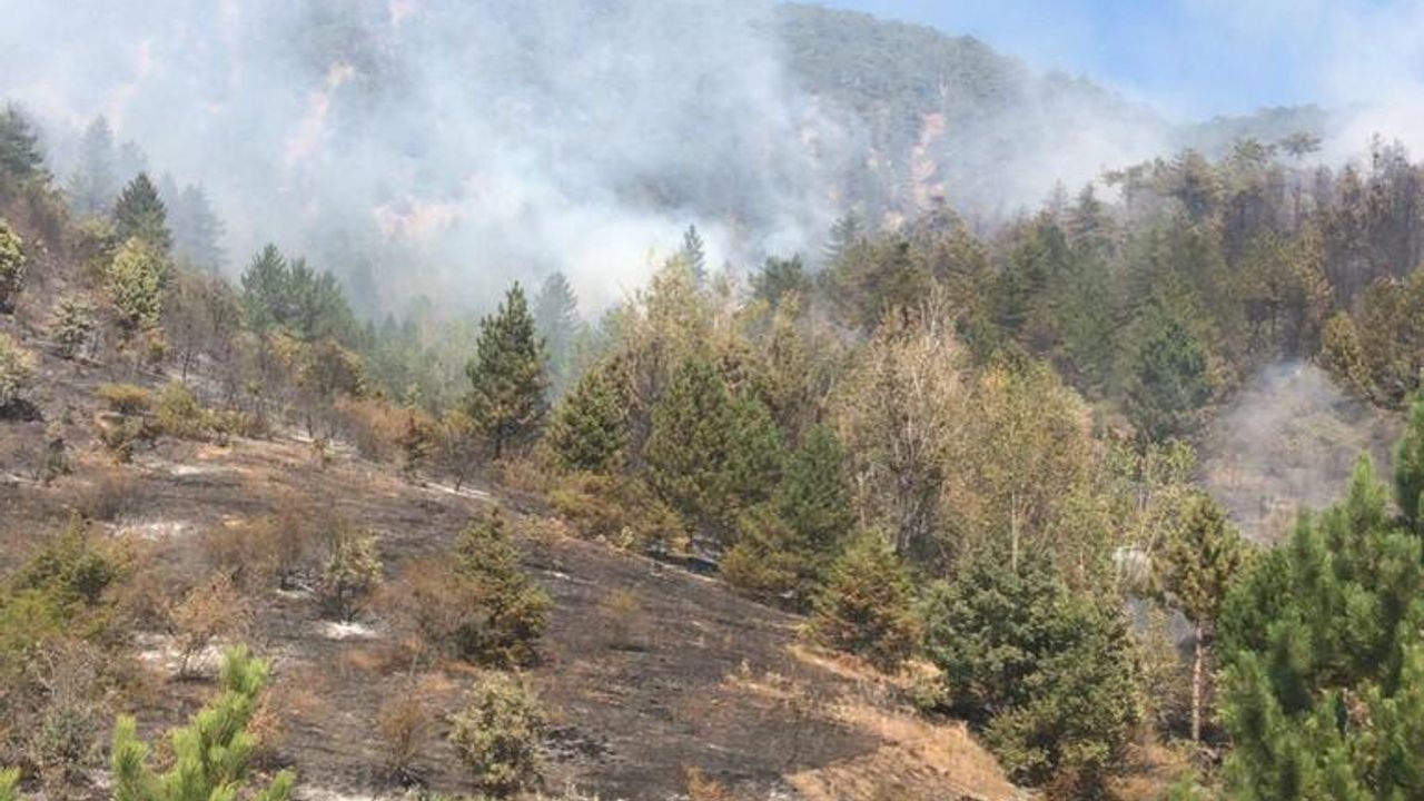 Çankırı'da Orman Yangını Meydana Geldi