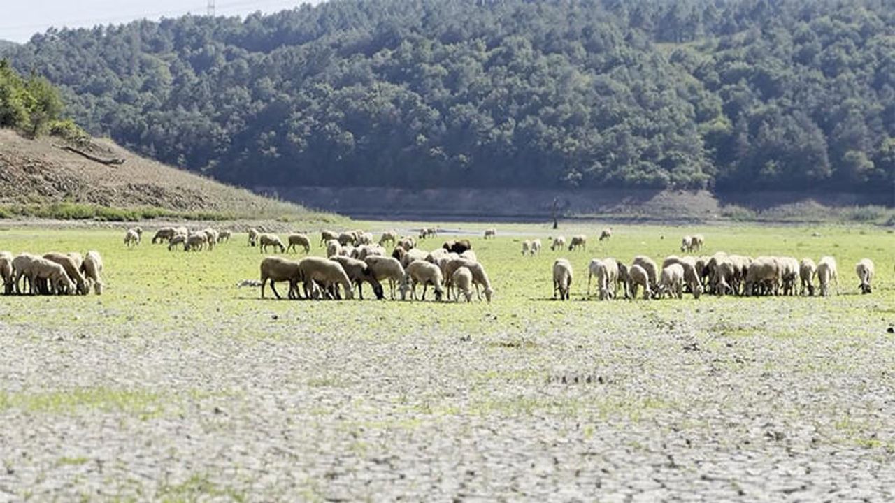 Kent Ormanı'ndaki Göl Kurudu; Keçiler Otlamaya Başladı