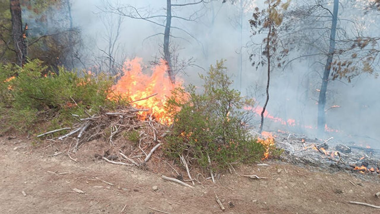 Adana'da Çıkan Orman Yangınında 4 Dönüm Kızılçam Yandı