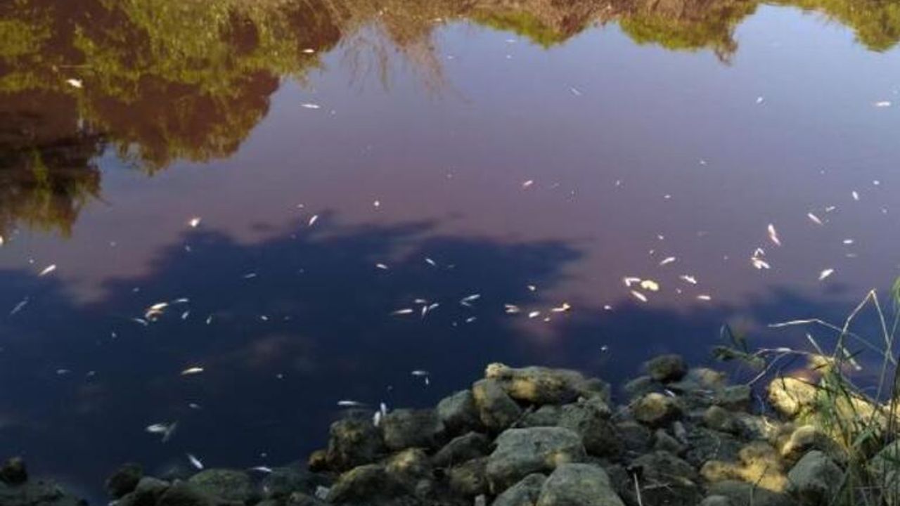 Siyaha Dönen Karasu Çayı'nda Balık Ölümleri Yaşanıyor