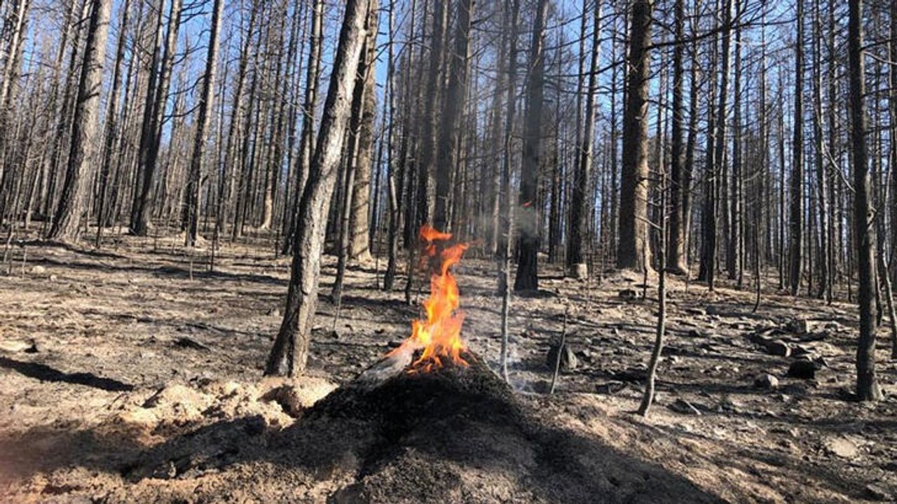 Bolu Gerede`de Çıkan Orman Yangınında Kırmızı Karıncaların Yuvası Da Yangından Kurtarıldı