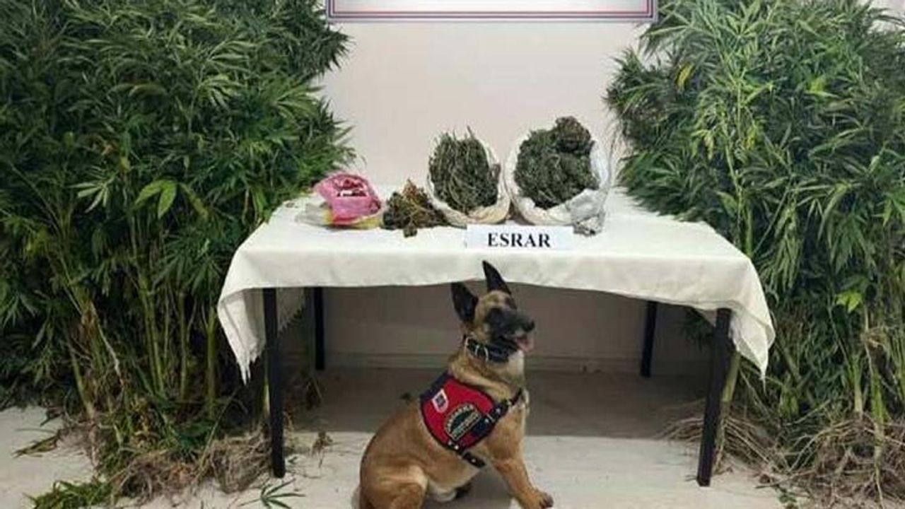 Valizde Ve Yatağın İçindeki 2 Kilo Esrarı Narkotik Köpeği 'Termal' Buldu