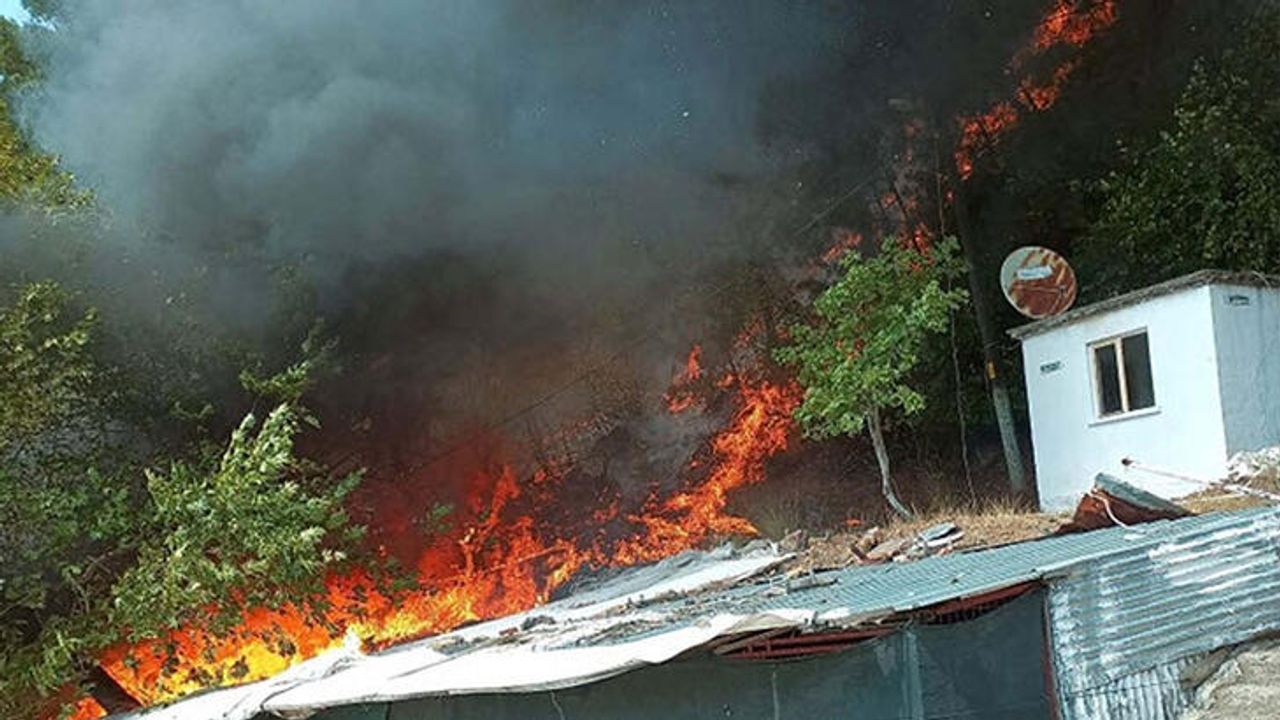 Çanakkale'de Ayvacık’ta orman yangını