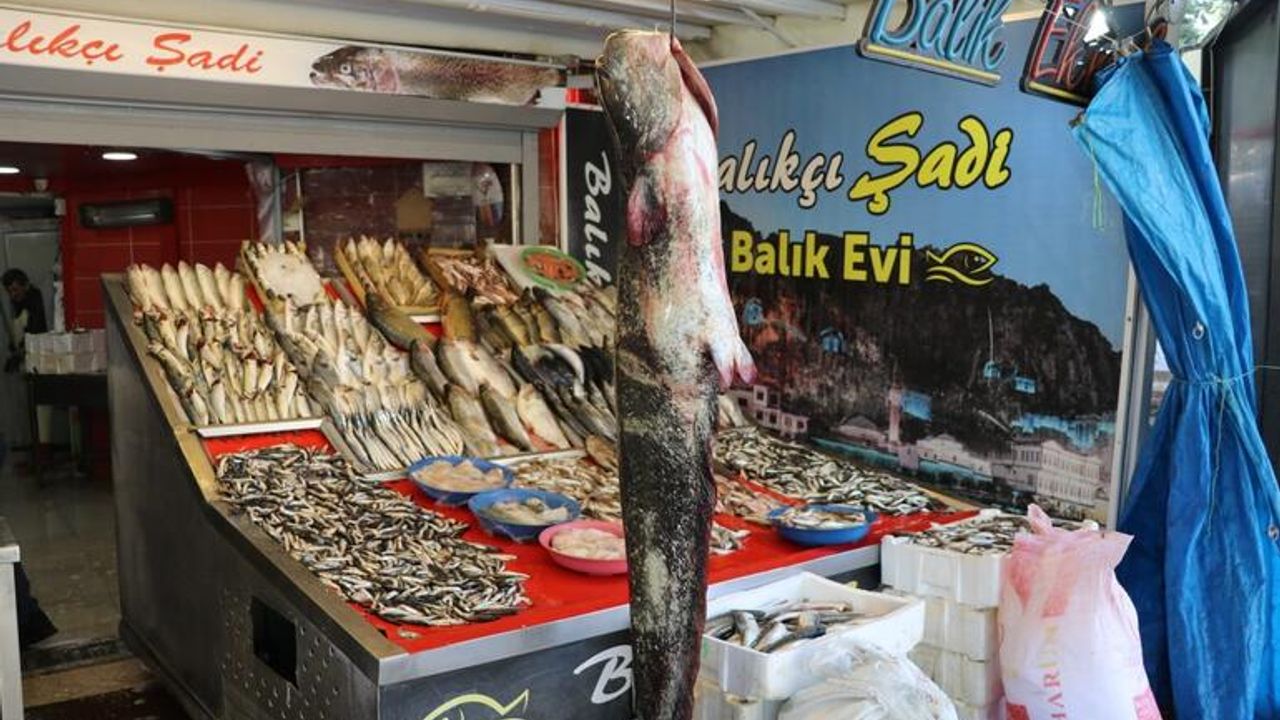 Taşova’da Yakalanan 1 Metre 70 Santimlik Yayın Balığı, Satışa Çıkarıldı