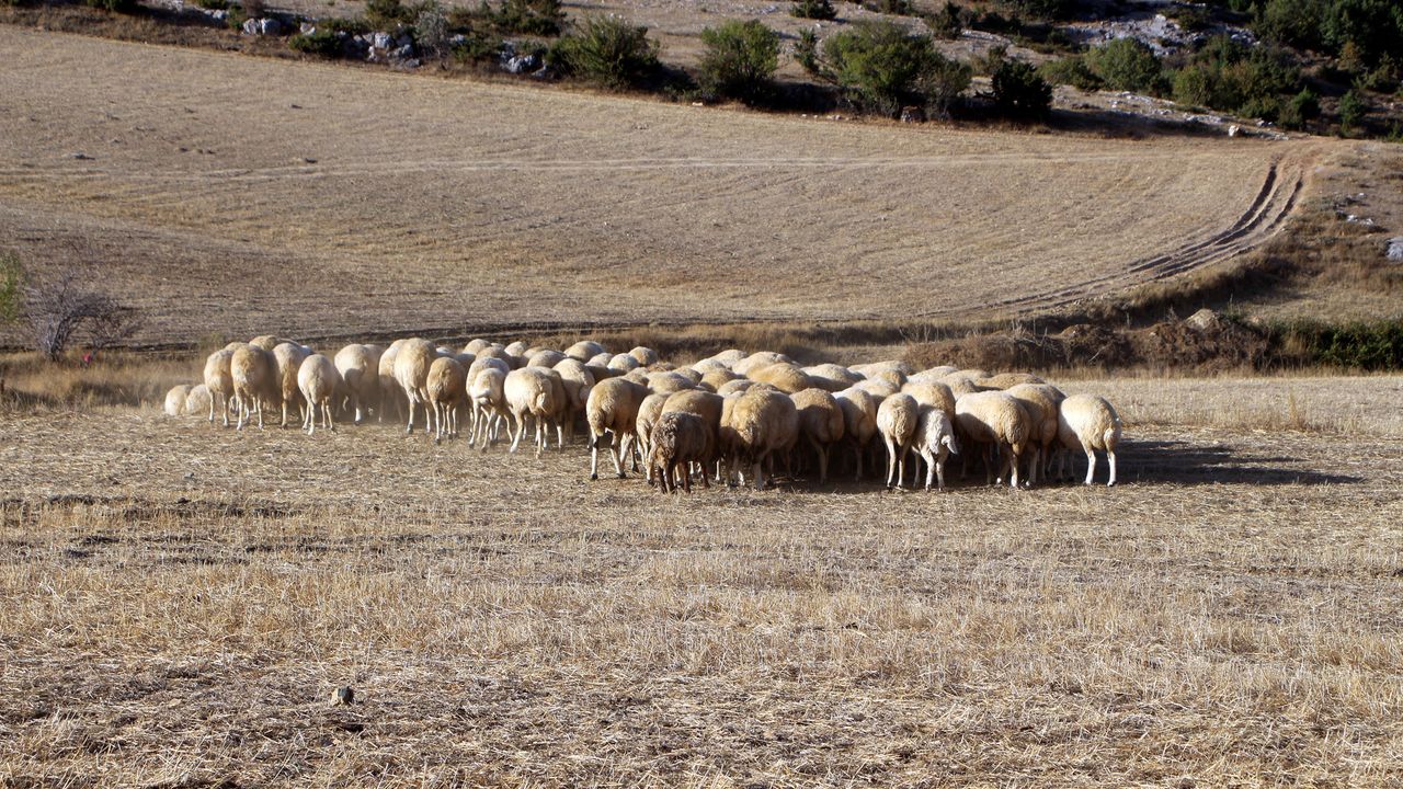 Tokat'ta 25 Bin Liraya Çoban Bulunamıyor