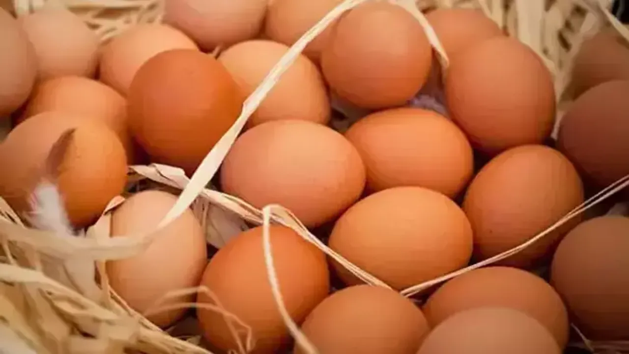 TÜİK: Yumurta Üretimi Ve İnek Sütü Miktarı Arttı