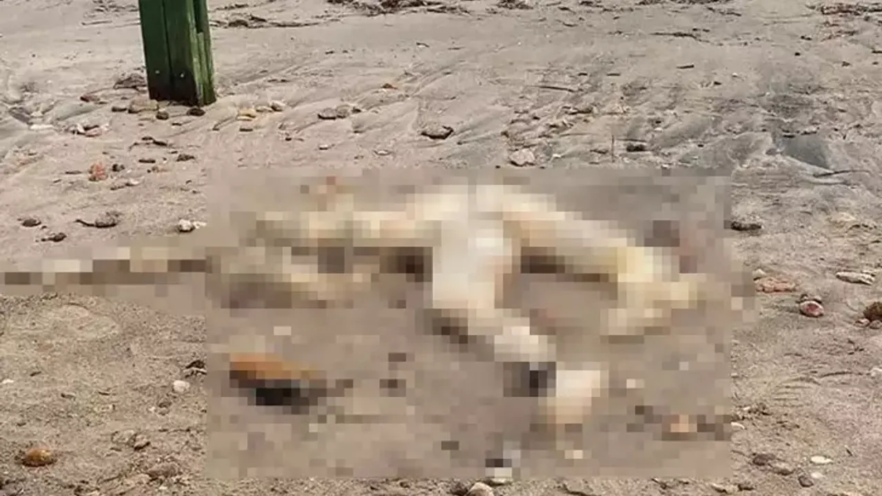Bodrum’da Sahilinde Başı Olmayan Erkek Cesedi Bulundu