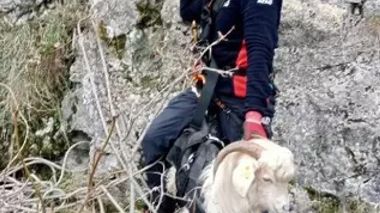 Kayalıklara Düşüp 3 Gündür Mahsur Kalan Keçiyi AFAD Kurtardı