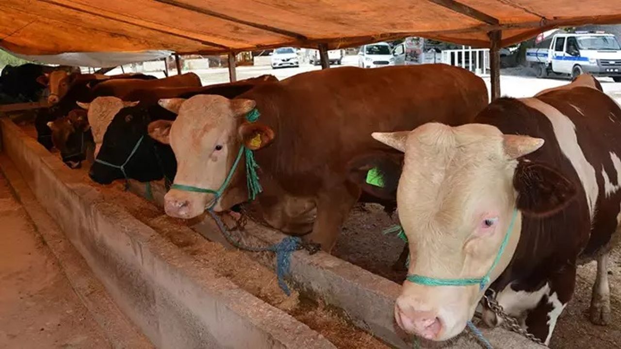 Niksar’da şap hastalığı görüldü, hayvan pazarı kapatıldı