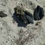 Çanakkale'de Halk Plajında Patlamamış Top Mermisi Bulundu