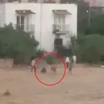 Kaçan İnek Sahibini Yere Düşürdü; O Anlar Kamerada