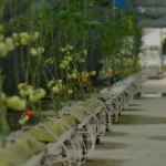 Çay Atığı Dövize Dönüşecek; 'Çaykopit’le Üretimde İlk Mahsuller Alındı