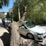 Park Halindeki Otomobilin Üzerine Ağaç Devrildi