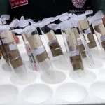 Kokarcaya 'Panzehir Etkisi'; Fındıkta Zarar Sıfıra Yaklaştı