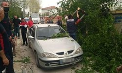 Erbaa’da  Şiddetli  Rüzgar  Ağaçları  Devirdi