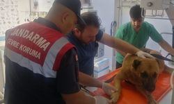 Tokat'ta Yaralı Köpeğe Jandarma Yardımı