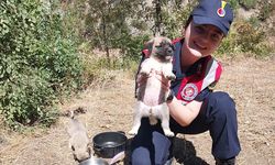 Çöplüğe Bırakılan Yavru Köpeklere Jandarma Sahip Çıktı