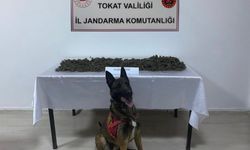 Niksar'da Uyuşturucu Operasyonu : 1 Tutuklama