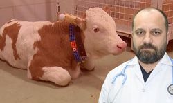 Trakya Bölge Veteriner Hekimler Odası Başkanı: SAT-2 Serotipi Şap Hastalığı Aşısı Hazır