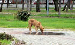 Havsa'da Kaybolan Sokak Köpekleri İçin Hayvanseverlerden Suç Duyurusu