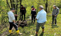 Ormanda Belden Aşağısı Tutmayan Yaralı Ayı Bulundu