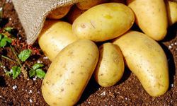 TZOB Başkanı Bayraktar: Nisanda En Çok Patatesin Fiyatı Arttı