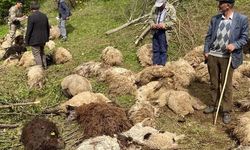 Sürüye Ayılar Saldırdı, 76 Koyun Öldü