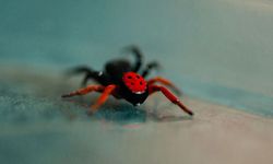 Prof. Dr. Demir: Uğur Böceği Örümceği Zehirli Değil
