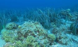 Taş Mercanlar Yok Olma Tehlikesi İle Karşı Karşıya