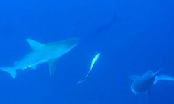 Akdeniz'deki Köpek Balığı Popülasyonu Yüzde 97 Azaldı