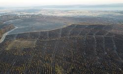 Çanakkale'deki Yanan Ormanlık Alanlar Havadan Dron İle Görüntülendi