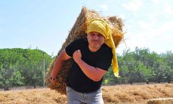 Öğrencileri İçin Tek Başına Buğday Ekip, Hasat Yapıyor