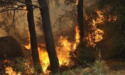 Orman yangınlarında Ege'de 'çok aşırı tehlike' uyarısı