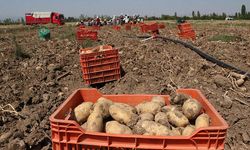 Afyon’da Patates Üreticisi Fiyattan Memnun, Rekolte Üzücü