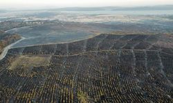 2 Bin 500 Hektar Orman Alanı Zarar Gördü