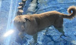 Sıcaktan Bunalan Sevimli Köpek Çözümü Süs Havuzunda Buldu
