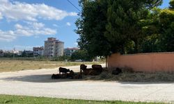 Erbaa'da Sıcaktan Bunalan İnekler Ağaç Gölgesine Sığındı