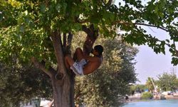 Adana’da Ağaçlara Çıkıp Sulama Kanalına Atladılar