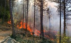 Bolu’da Orman Yangını