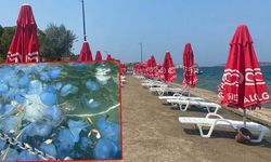 İzmir’de Denizanası Yoğunluğu, Plajlar Boş Kaldı