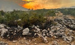 Diyarbakır'daki Orman Yangını 1 Gün Sonra Kontrol Altına Alındı