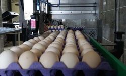 Yumurta Üretimi Yapan 5 Firmaya Soruşturma Açıldı