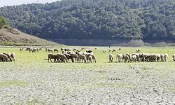 Kent Ormanı'ndaki Göl Kurudu; Keçiler Otlamaya Başladı