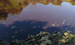 Siyaha Dönen Karasu Çayı'nda Balık Ölümleri Yaşanıyor