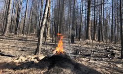 Bolu Gerede`de Çıkan Orman Yangınında Kırmızı Karıncaların Yuvası Da Yangından Kurtarıldı