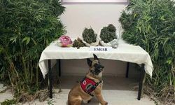Valizde Ve Yatağın İçindeki 2 Kilo Esrarı Narkotik Köpeği 'Termal' Buldu