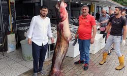 Samsun’da 2.5 Metrelik Yayın Balığı Kilosu 120 TL’den Satışta